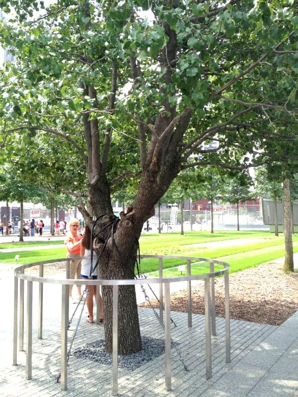 rp_9.11-Survivor-Tree.jpg